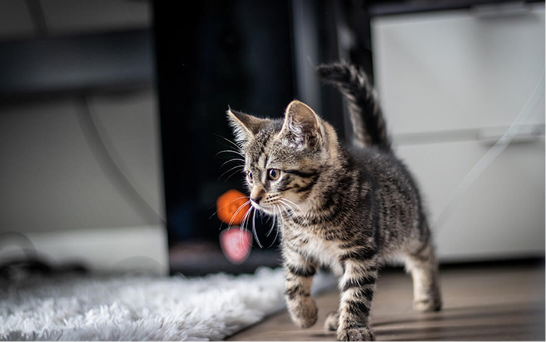 Cat friendly - vLa clinique vétérinaire Plein Centre à Colomiers porte à vos chats une attention particulière.
