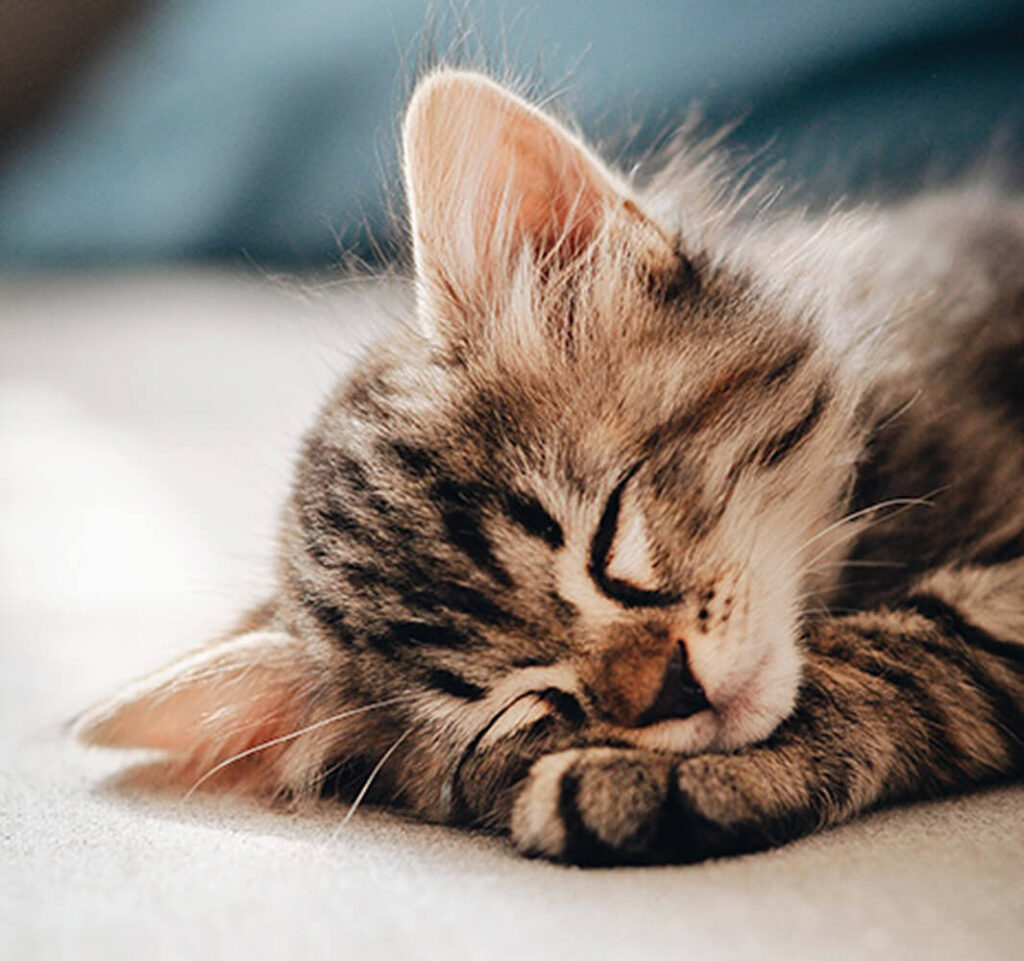 Adoption et conseils chats