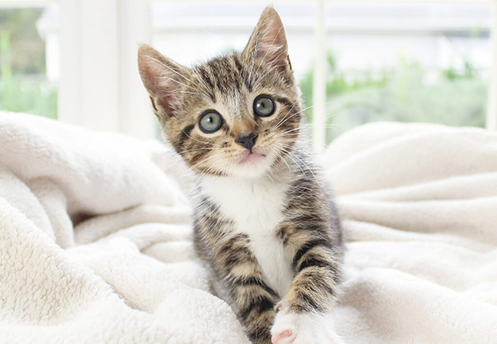 Conseils santé chat