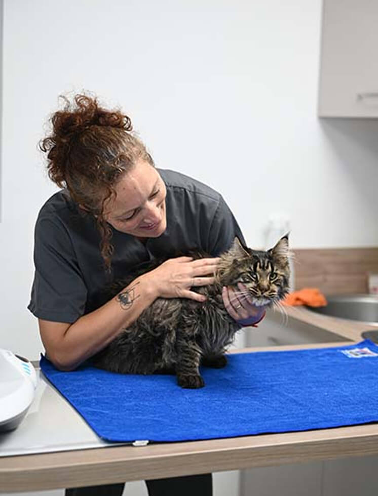 VP-Contact-1 Nous contacter – Clinique vétérinaire VetPlus - La Farlède